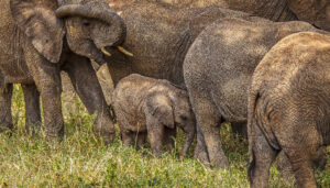 Read more about the article Tarangire National Park