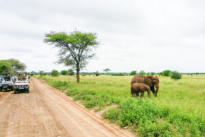 Read more about the article Lake Manyara National Park