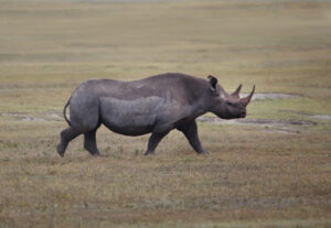 Read more about the article Ngorongoro Crater