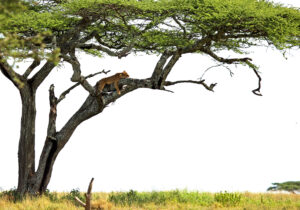 Read more about the article Serengeti National Park Guide