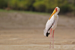 Read more about the article Ruaha National Park