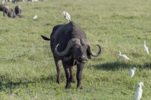 Read more about the article What to Pack for Safari in Tanzania