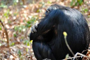 Read more about the article Katavi National Park