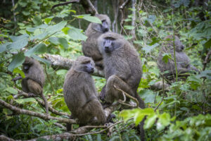 Read more about the article Arusha National Park