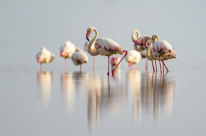 Read more about the article Lake Natron