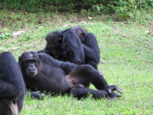Read more about the article Gombe Stream National Park