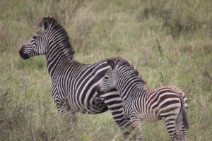 Read more about the article Mikumi National Park