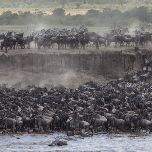 5-Day Great Migration Safari