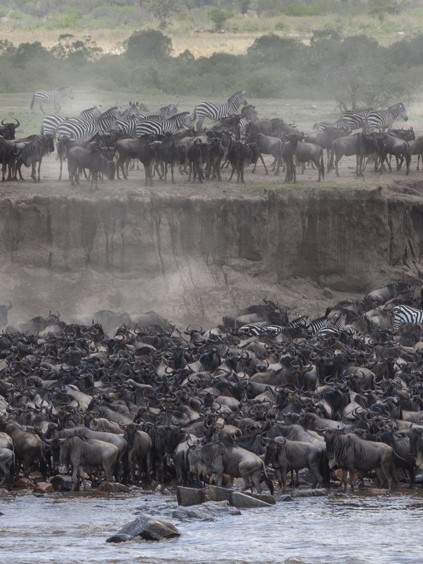 5-Day Great Migration Safari