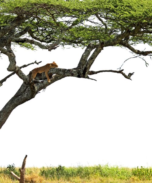 Serengeti National Park Safari