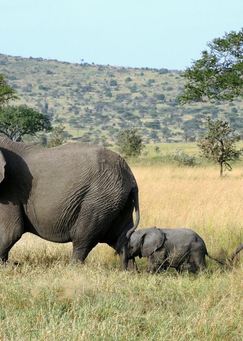 10-Day Best Tanzania Family Safari & Zanzibar Holiday
