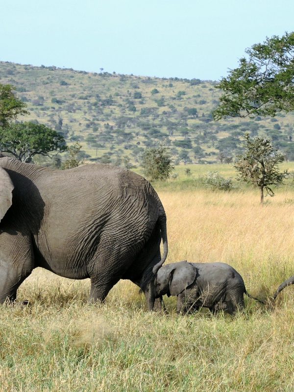10-Day Best Tanzania Family Safari & Zanzibar Holiday