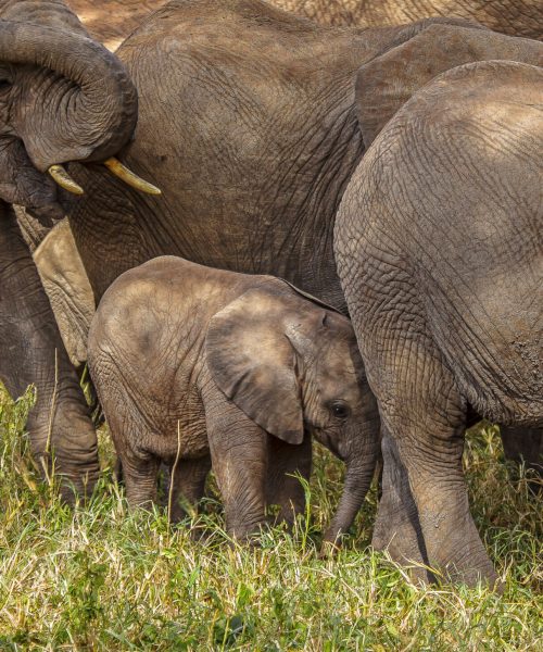 Tarangire National Park