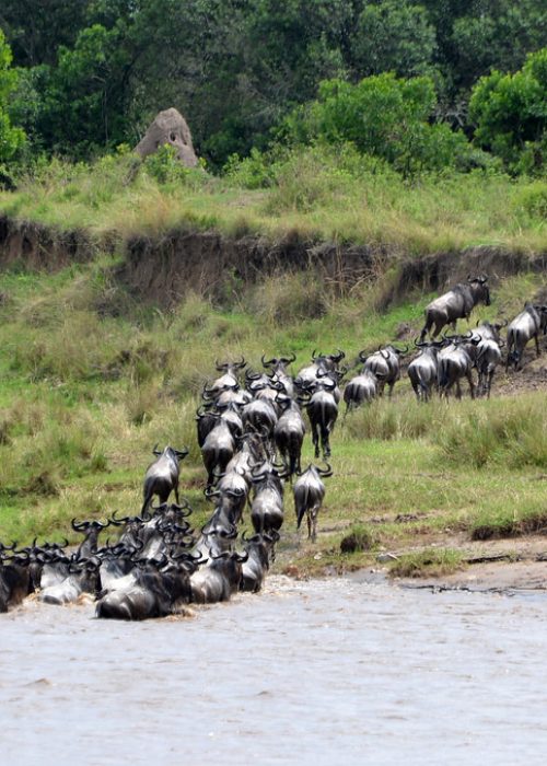 7-Day Best Great Migration Safari