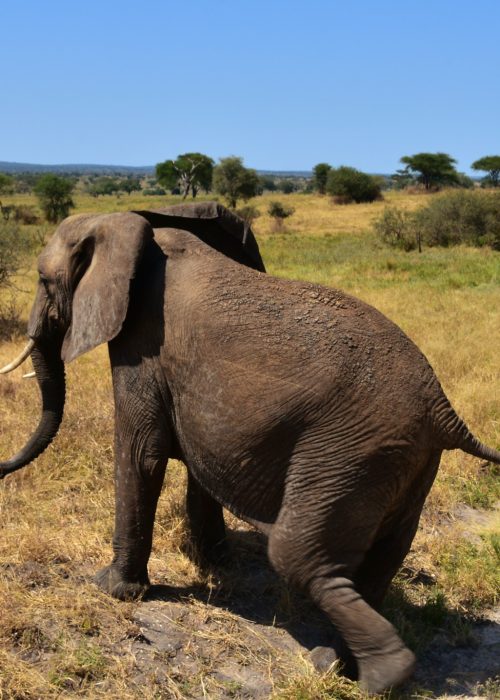 6-Day Best Tanzania Big Five Safari