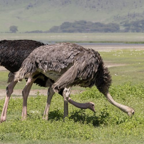 Ngorongoro Crater Day Tour