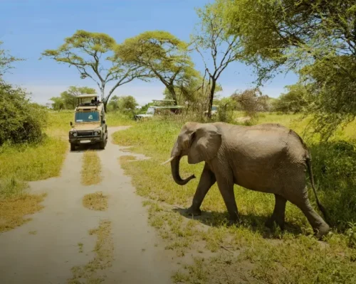 4-Reasons-Why-the-Dry-Season-Is-the-Best-Time-to-Visit-Tanzania-2