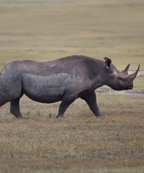 Ngorongoro Crater