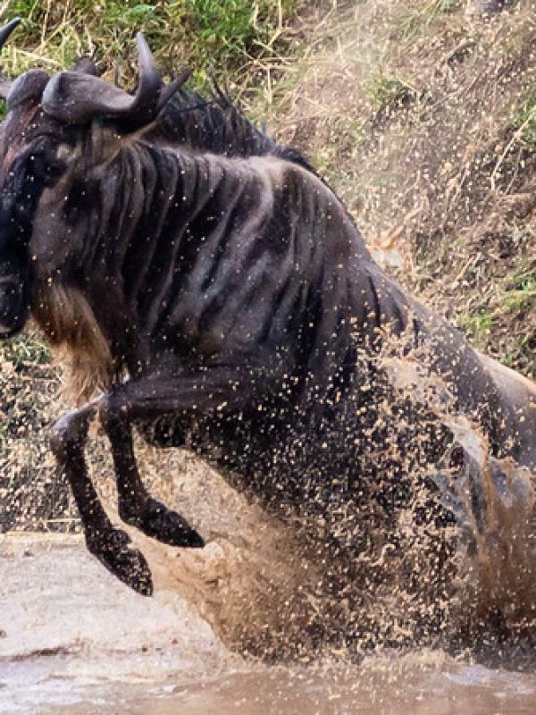 8 Days Best Great Migration Safari Tanzania