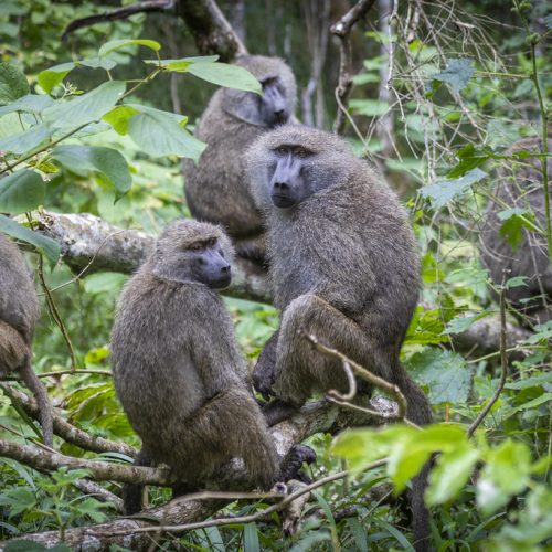 Arusha National Park Safari