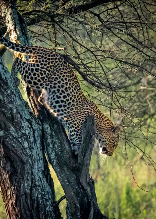 3-Day Serengeti & Ngorongoro Safari