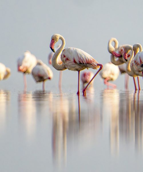 Lake Natron