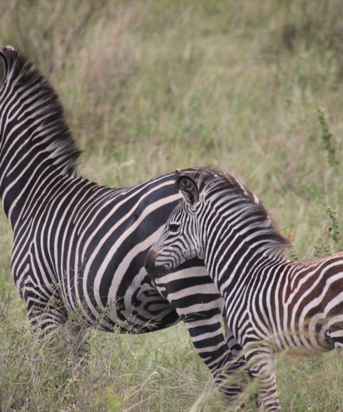 Mikumi National Park