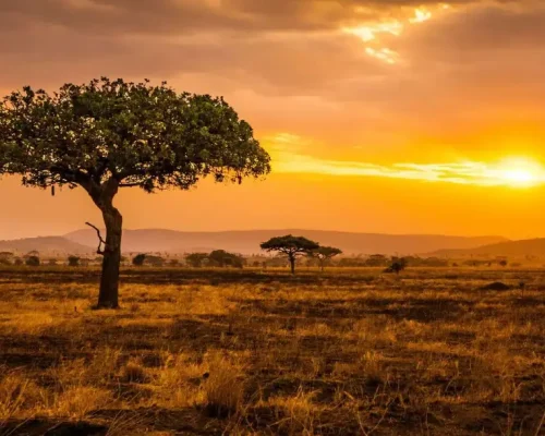 best-time-to-travel-tanzania-safari
