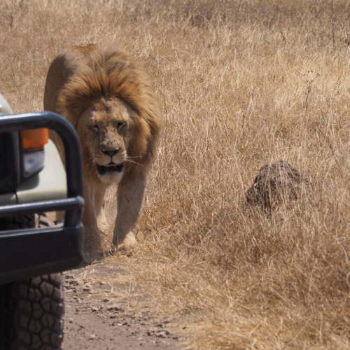 private-safaris